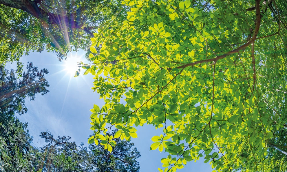 Baum und blauer Himmel